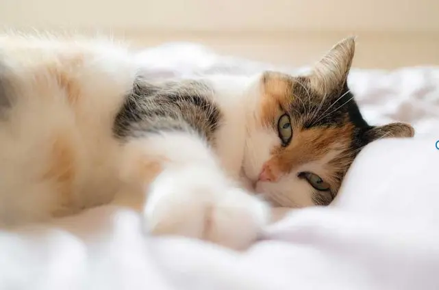 Eine Katze kuschelt sich in einem Bett.