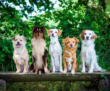 5 Hunde sitzen auf einem Baumstamm.