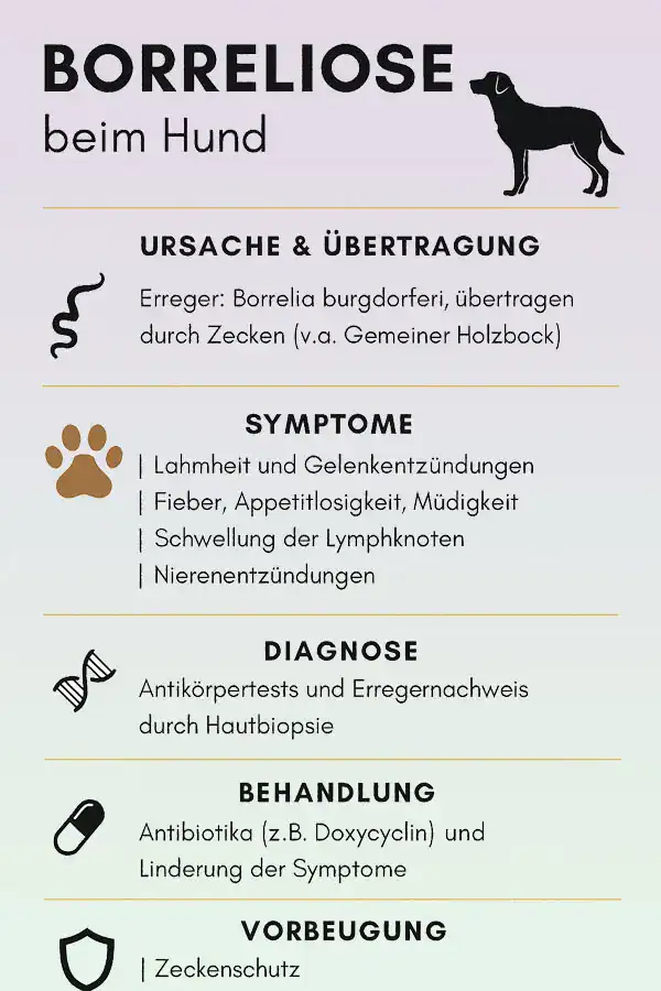 Borreliose Hund