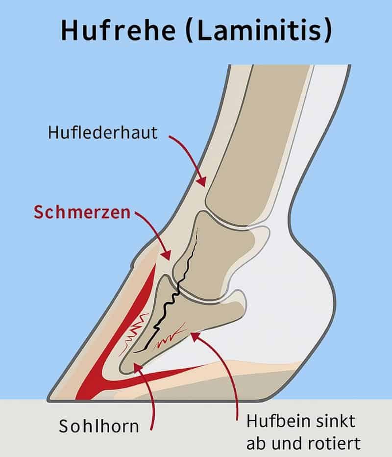 Hufrehe beim Pferd