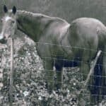 Pferd hat Hufrehe