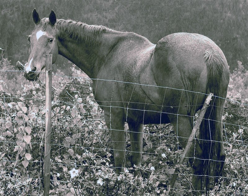 Pferd hat Hufrehe
