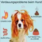 Hund mit Verdauungsproblemen.