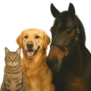 cat_dog_horse Neukundenrabatt für Katzen, Hunde und Pferde - Produkte ..