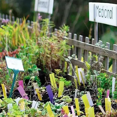 Heilkräuter im Garten.