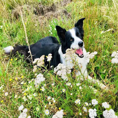 Border Collie ist dank der Vita-Hound Intensiv-Kur nach Anaplasmose jetzt mehr als gesund.