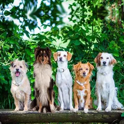 5 Hunde sitzen auf einem Baumstamm und lauschen den Vita-Hound Erfahrungsberichten.