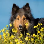 Hund Colli Hund auf einer Blumenwiese.