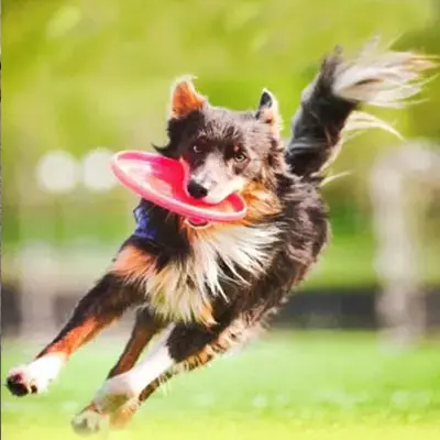 Vitaler Hund spielt mit einem Flyer.