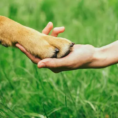Ein Hund gibt seinem Frauchen Pfötchen, beide freuen sich über die Erfahrungsberichte.