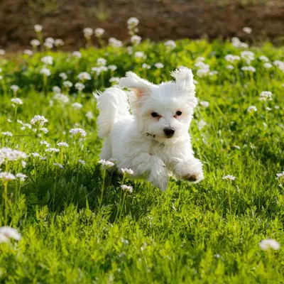 Kleiner Hund springt auf einer Blumenwiese herum.