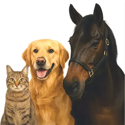 Affiliatepartner - Programm für Katze, Hund und Pferd.