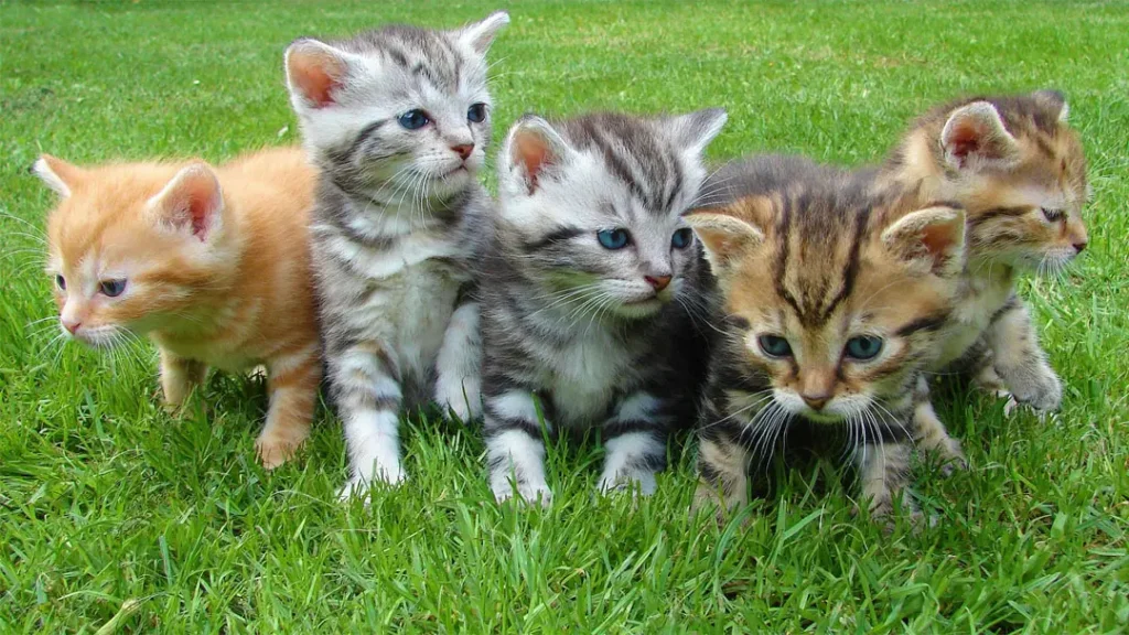 Katze 5 Kitten sammeln Erfahrungen.
