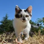 Katze schaut aufmerksam.