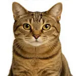 Katze sitzt 150 Katze schaut aufmerksam.