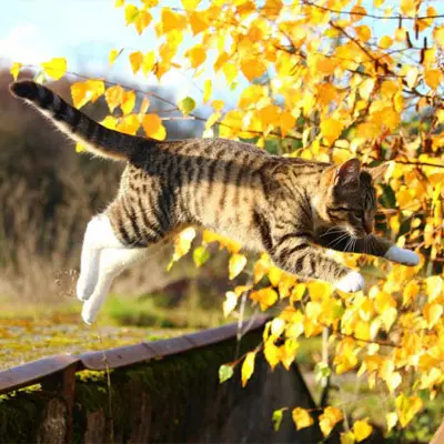 Katze springt durch herbstliches Laub.