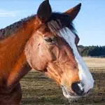 Pferd auf einer Weide.