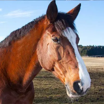 Pferd auf einer Weide.