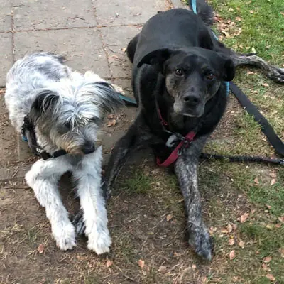 Hund Balou hat nach einer Vita-Hound Senior Kur wieder mehr Freude mit seiner Freundin Niza.