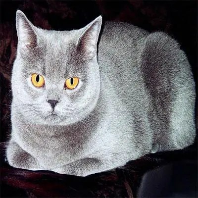 Kurzhaar Katze liegt auf einer Wolldecke.