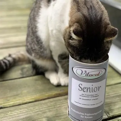 Katze vitalisiert sich mit Vitacat Senior.