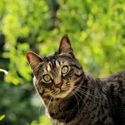 Katze sitzt vor einem Strauch und fühlt sich Wohl weil Medetur das Immunsystem der Katze stärkt.