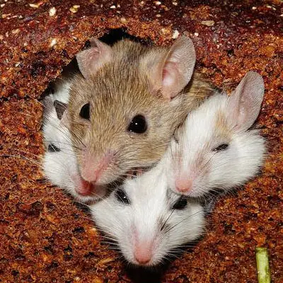 3 Mäuschen sitzen zusammen.