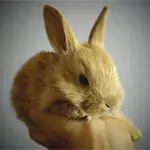 Zwerghase auf einer Hand.