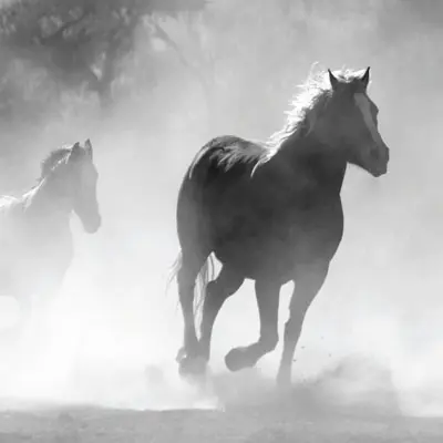 2 Pferde galoppieren gemeinsam.