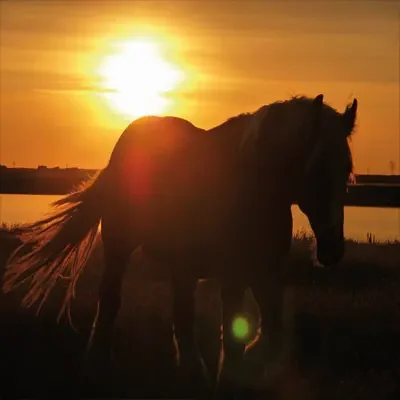 Pferd im Sonnenuntergang.