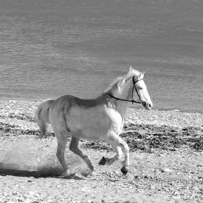 Lusitano-Stute galoppiert am Strand. Sommerekzem Pferd Erfahrung.