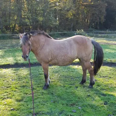 Ein Pony leidet unter Sommerekzem, Stoffwechselstörung, COB, Allergien, Hautpilz,
