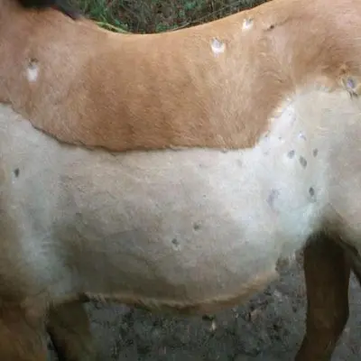 Ein Pony leidet unter Sommerekzem, Stoffwechselstörung, COB, Allergien, Hautpilz,