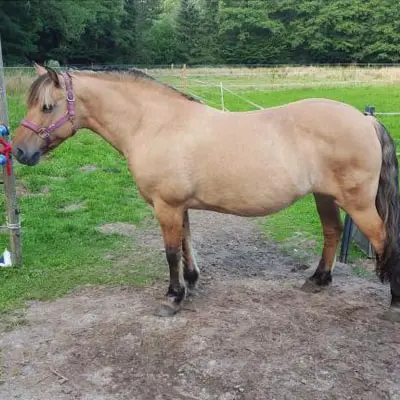 Ein Pony leidet unter Sommerekzem, Stoffwechselstörung, COB, Allergien, Hautpilz,