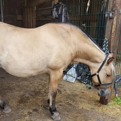 Ein Pony leidet unter Sommerekzem, Stoffwechselstörung, COB, Allergien, Hautpilz,
