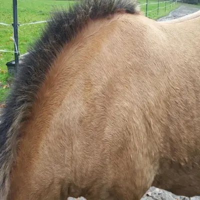 Ein Pony leidet unter Sommerekzem, Stoffwechselstörung, COB, Allergien, Hautpilz,