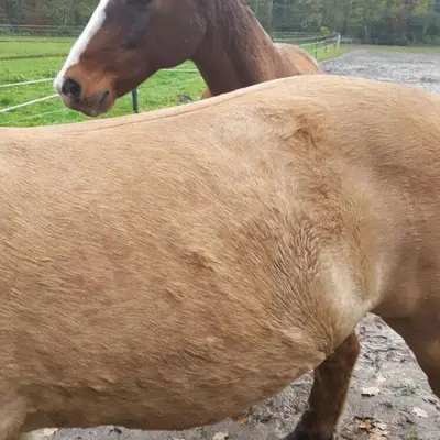 Ein Pony leidet unter Sommerekzem, Stoffwechselstörung, COB, Allergien, Hautpilz,