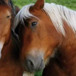 Pferde Freundschaft Pferde Freundschaft.