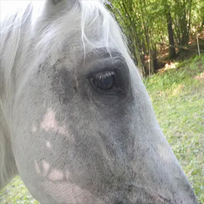 Sommerekzem Pferd Erfahrung. Lusitano-Stute mit Sommerekzem ist nach der Stronghorse Therapie symptomlos.