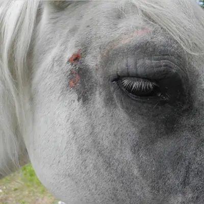 Lusitano-Stute mit Sommerekzem ist nach der Stronghorse Therapie symptomlos. Sommerekzem Pferd Erfahrung