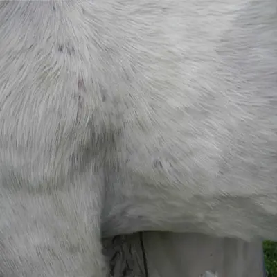 Lusitano-Stute Sommerekzem Pferd Erfahrung.