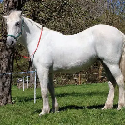 Lusitano-Stute ist nach der Stronghorse Therapie symptomlos.