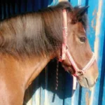 Islandpony zeigt nach einer Stronghorse Kur keine Sommerekzem Symptome mehr.