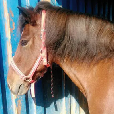 Islandpferd zeigt nach einer Stronghorse Kur keine Sommerekzem Symptome mehr.