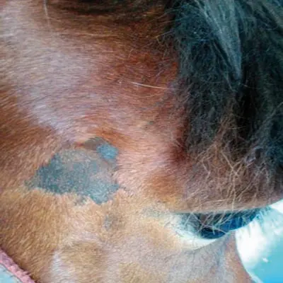 Islandpferd leidet unter einem Sommerekzem.