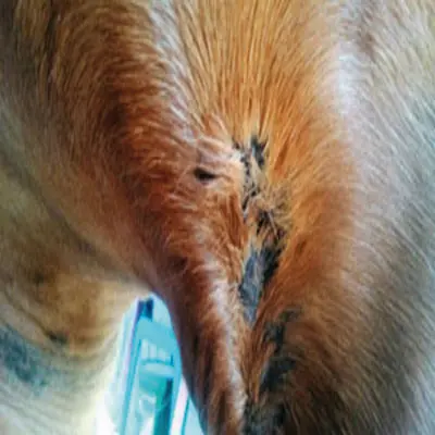 Islandpferd leidet unter einem Sommerekzem.