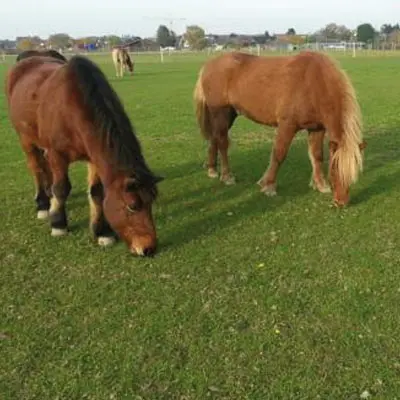 Stronghorse Erfahrungen - Islandpony zeigt nach einer Stronghorse Kur keine Sommerekzem Symptome mehr.