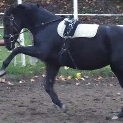 Pferd, Warmblut - Oldenburger hatte Mauke, COB, Borreliose und Arthrose, wurde erfolgreich therapiert.