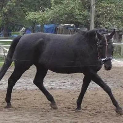 Pferd, Warmblut - Oldenburger hatte Mauke, COB, Borreliose und Arthrose, wurde erfolgreich therapiert.