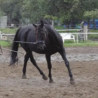 Pferd, Warmblut - Oldenburger hatte Mauke, COB, Borreliose und Arthrose, wurde erfolgreich therapiert.
